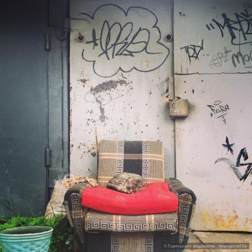 15 котов и кошкин дом обнаружены в одном дворе Гомеля