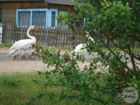 В Вилейке лебеди и корова не поделили поле. В ситуацию пришлось вмешаться людям (ФОТО)