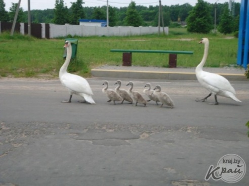 В Вилейке лебеди и корова не поделили поле. В ситуацию пришлось вмешаться людям (ФОТО)