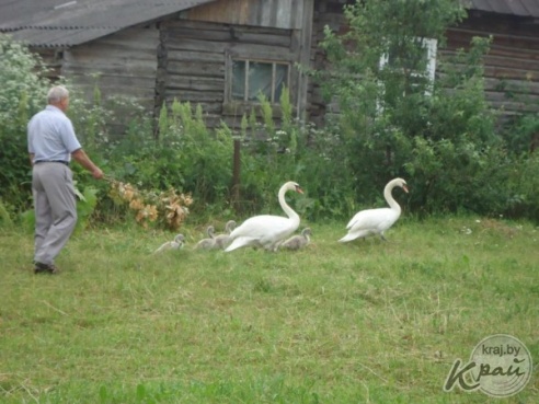 В Вилейке лебеди и корова не поделили поле. В ситуацию пришлось вмешаться людям (ФОТО)