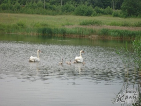 В Вилейке лебеди и корова не поделили поле. В ситуацию пришлось вмешаться людям (ФОТО)