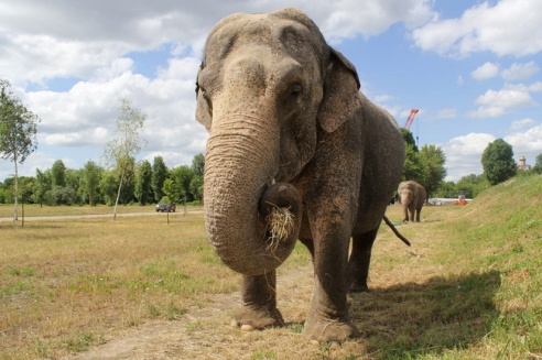 По Могилёву снова гуляют слоны