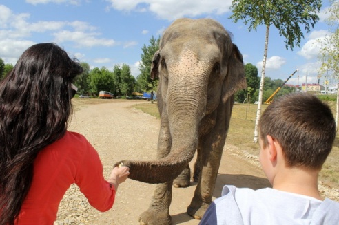 По Могилёву снова гуляют слоны