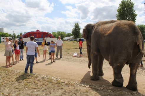 По Могилёву снова гуляют слоны