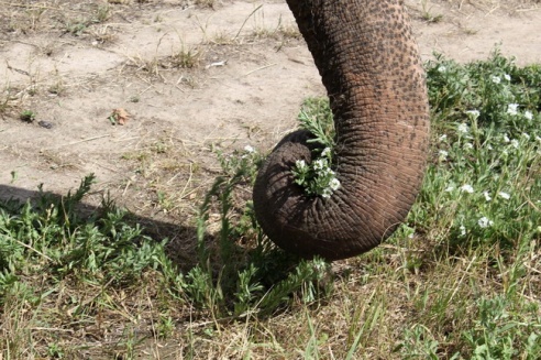 По Могилёву снова гуляют слоны