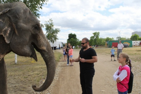 По Могилёву снова гуляют слоны