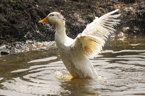 Шырэй, каса, размахніся! У вёсцы Жылінскія прайшоў ІV чэмпіянат па касьбе (+фота)