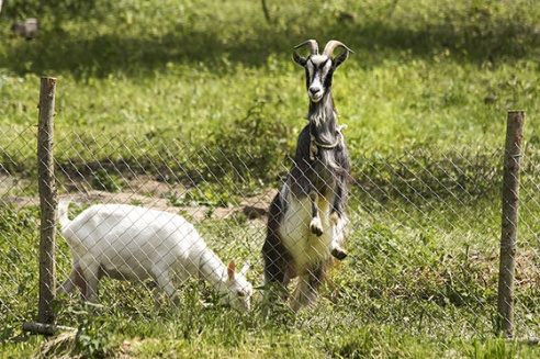 Шырэй, каса, размахніся! У вёсцы Жылінскія прайшоў ІV чэмпіянат па касьбе (+фота)