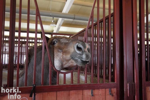 Конные соревнования в Горках. Большой фоторепортаж