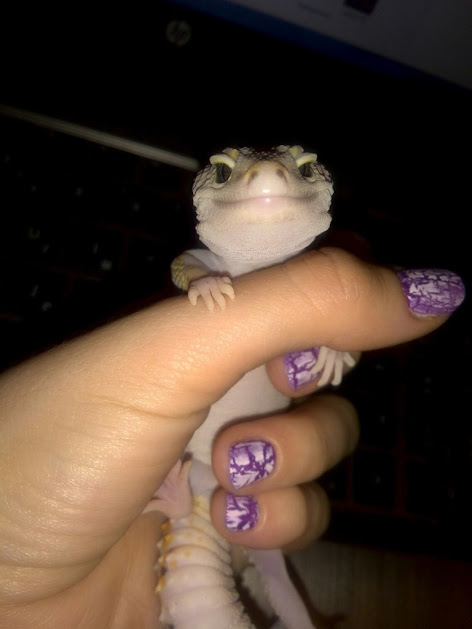 Таракан-«автомобильчик», экспрессивный хорек и привередливая «ручная рыбка»: какие экзоты живут в соседних квартирах