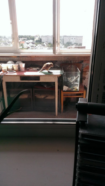 Балконный гость: к гомельчанину в квартиру залетел сокол