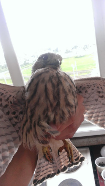 Балконный гость: к гомельчанину в квартиру залетел сокол
