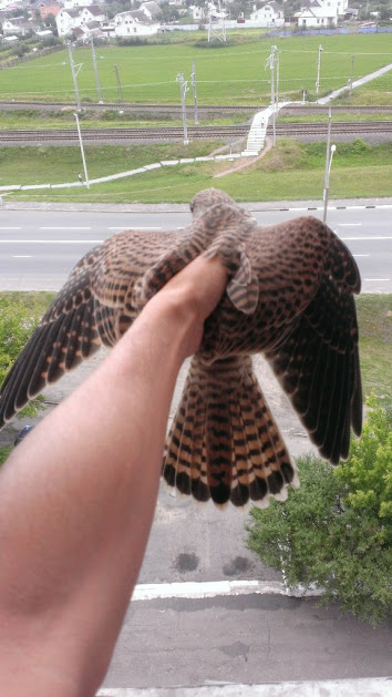 Балконный гость: к гомельчанину в квартиру залетел сокол