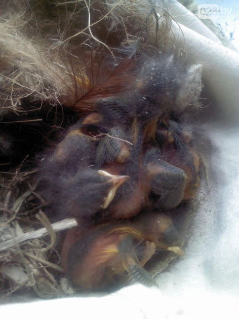 Куда в Гомеле можно законно пристроить «пернатую находку»? Гомельчанка помогла птенцам горихвостки, а теперь сама просит помощи (фото)