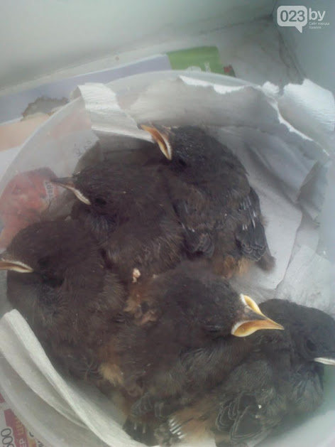 Куда в Гомеле можно законно пристроить «пернатую находку»? Гомельчанка помогла птенцам горихвостки, а теперь сама просит помощи (фото)