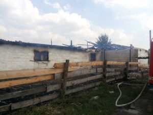 Чуть не сгорели телята (+фото)