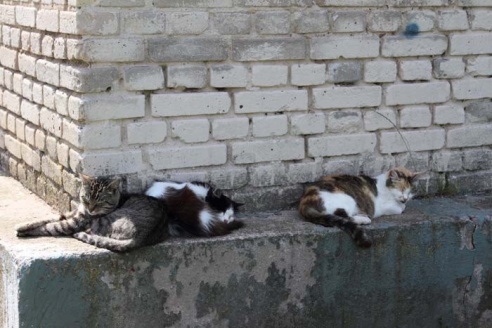 Как Горки становятся лучше