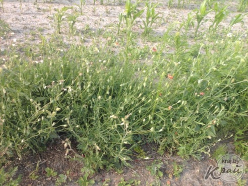 В Вилейском районе правоохранители обнаружили большую плантацию дикорастущего мака