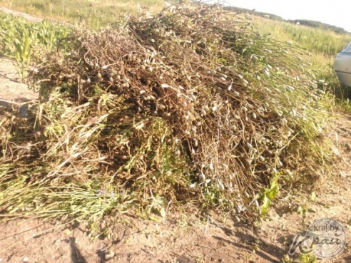 В Вилейском районе правоохранители обнаружили большую плантацию дикорастущего мака