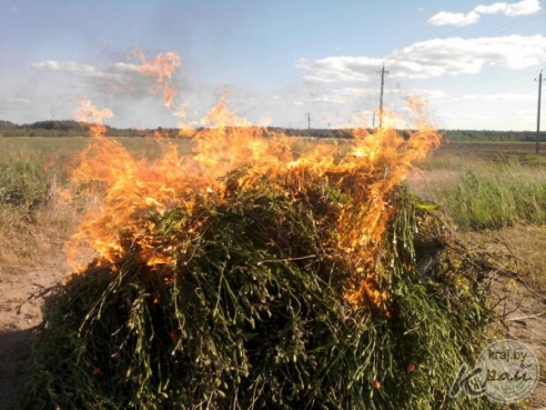 В Вилейском районе правоохранители обнаружили большую плантацию дикорастущего мака