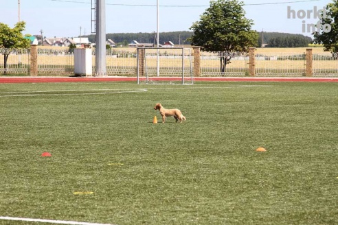 День Республики в Горках: от косинеров до современности