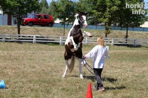 Показательные выступления на конкурном поле конно-спортивной школы