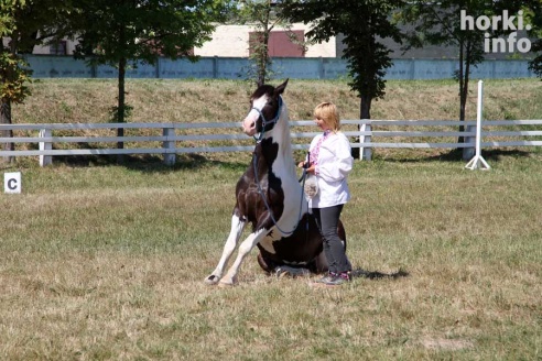 Показательные выступления на конкурном поле конно-спортивной школы