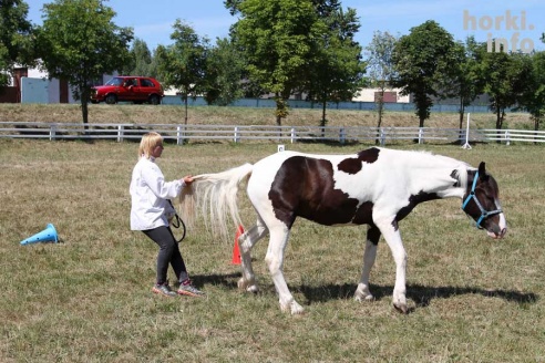 Показательные выступления на конкурном поле конно-спортивной школы