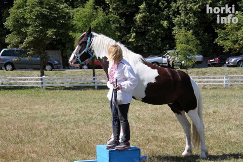 Показательные выступления на конкурном поле конно-спортивной школы