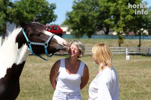 Показательные выступления на конкурном поле конно-спортивной школы
