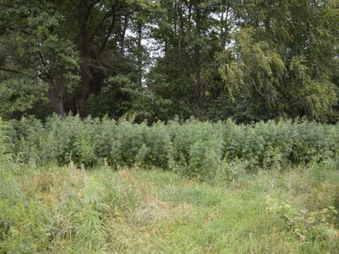 В Любанском районе уничтожено 5 тонн дикорастущей конопли