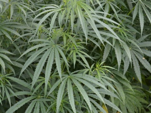 В Любанском районе уничтожено 5 тонн дикорастущей конопли