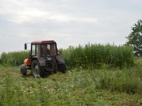 В Любанском районе уничтожено 5 тонн дикорастущей конопли