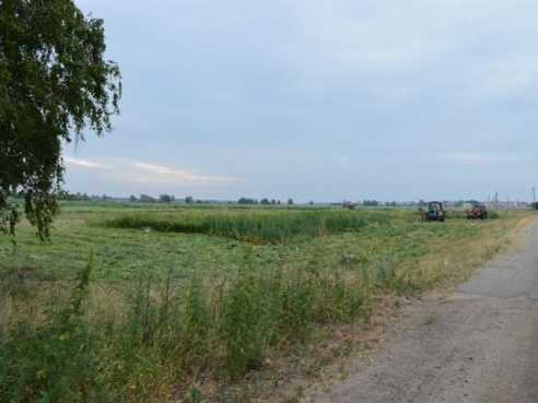 В Любанском районе уничтожено 5 тонн дикорастущей конопли