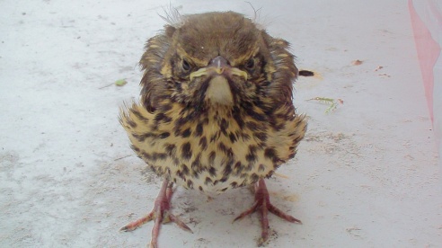 Летающий Патрик