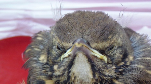 Летающий Патрик