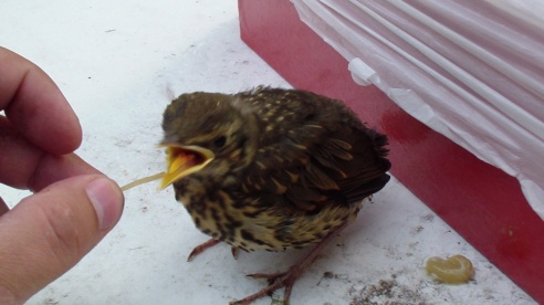 Летающий Патрик