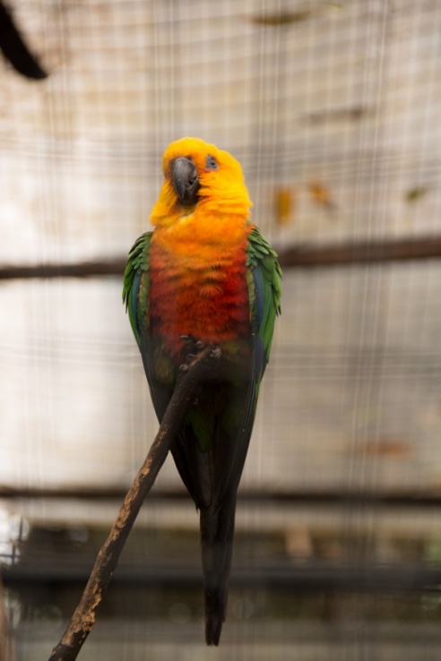 "Во многие клетки можно запросто заходить", – блогер из Горок побывала в парке птиц в Бразилии