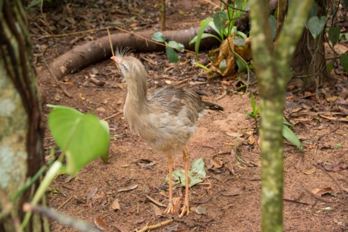 "Во многие клетки можно запросто заходить", – блогер из Горок побывала в парке птиц в Бразилии