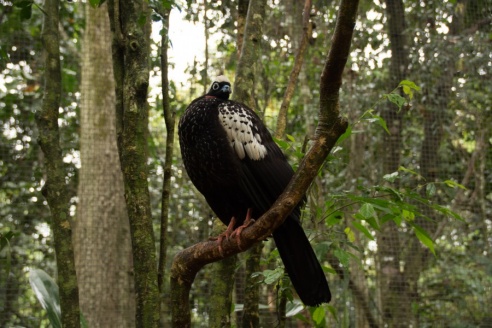 "Во многие клетки можно запросто заходить", – блогер из Горок побывала в парке птиц в Бразилии