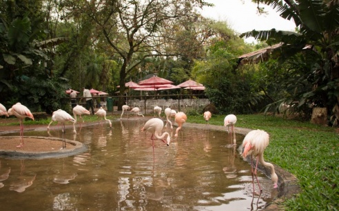 "Во многие клетки можно запросто заходить", – блогер из Горок побывала в парке птиц в Бразилии