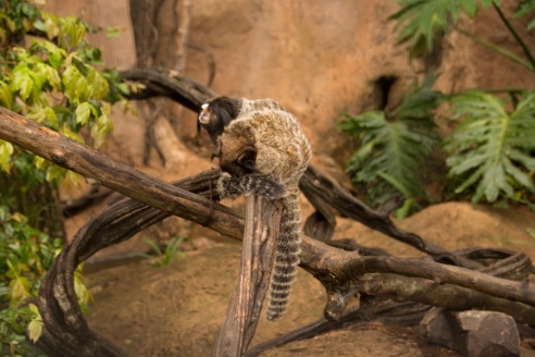 "Во многие клетки можно запросто заходить", – блогер из Горок побывала в парке птиц в Бразилии