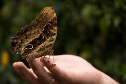 "Во многие клетки можно запросто заходить", – блогер из Горок побывала в парке птиц в Бразилии