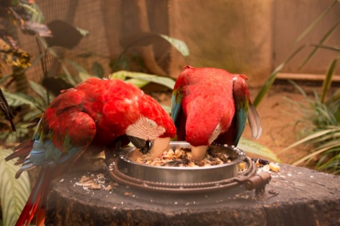 "Во многие клетки можно запросто заходить", – блогер из Горок побывала в парке птиц в Бразилии