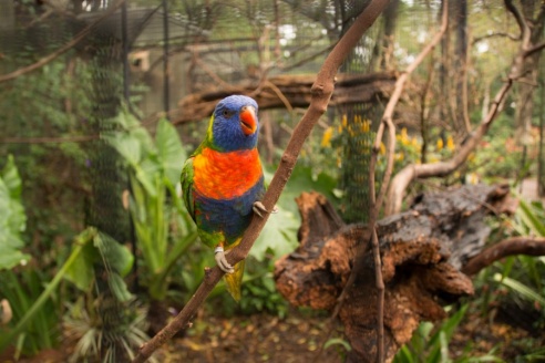 "Во многие клетки можно запросто заходить", – блогер из Горок побывала в парке птиц в Бразилии