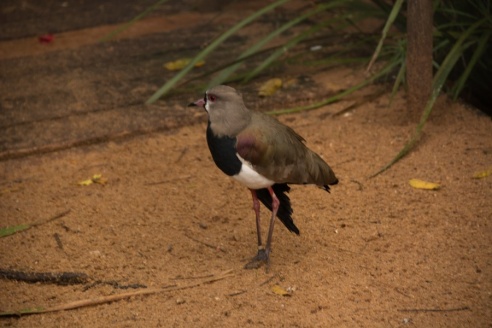 "Во многие клетки можно запросто заходить", – блогер из Горок побывала в парке птиц в Бразилии