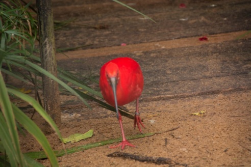 "Во многие клетки можно запросто заходить", – блогер из Горок побывала в парке птиц в Бразилии