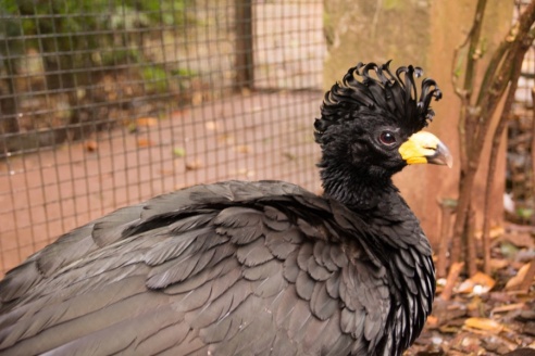 "Во многие клетки можно запросто заходить", – блогер из Горок побывала в парке птиц в Бразилии