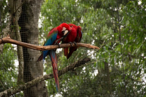 "Во многие клетки можно запросто заходить", – блогер из Горок побывала в парке птиц в Бразилии