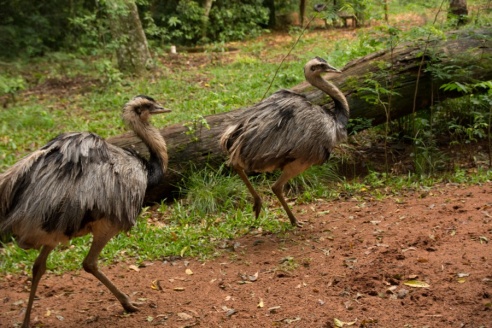 "Во многие клетки можно запросто заходить", – блогер из Горок побывала в парке птиц в Бразилии
